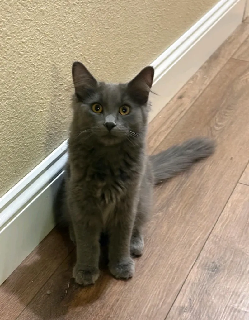 A baby medium-sized male Domestic Medium Hair cat named Gravy for adoption in Reno, NV