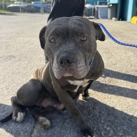 An adult large-sized female Mixed Breed dog named Sybil for adoption in Pensacola, FL