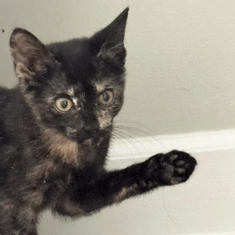 A baby small-sized female Tortoiseshell American Bobtail cat named Peanut Butter Fudge for adoption in Brownsboro, AL