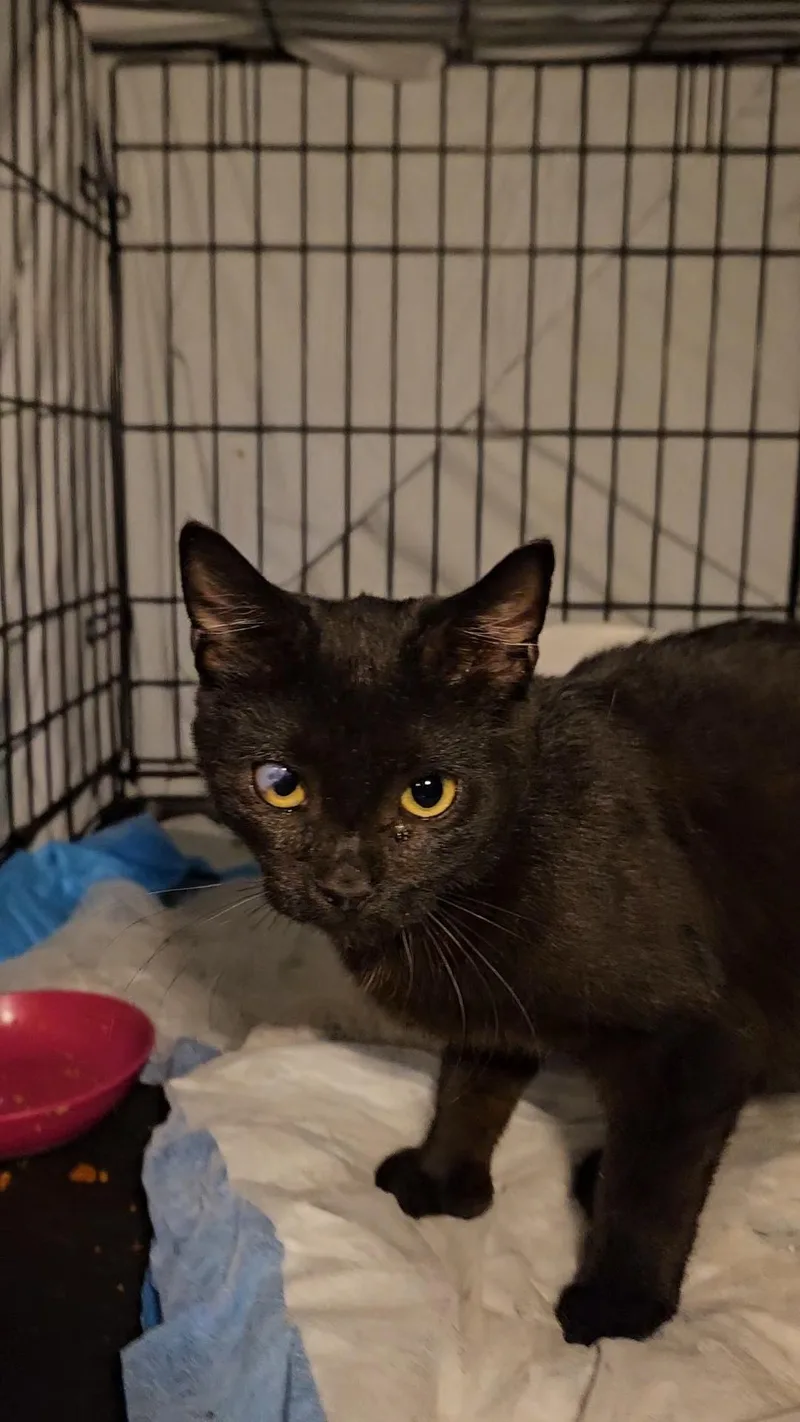A baby small-sized male Black American Shorthair cat named Sean P. N. — for adoption in New York, NY