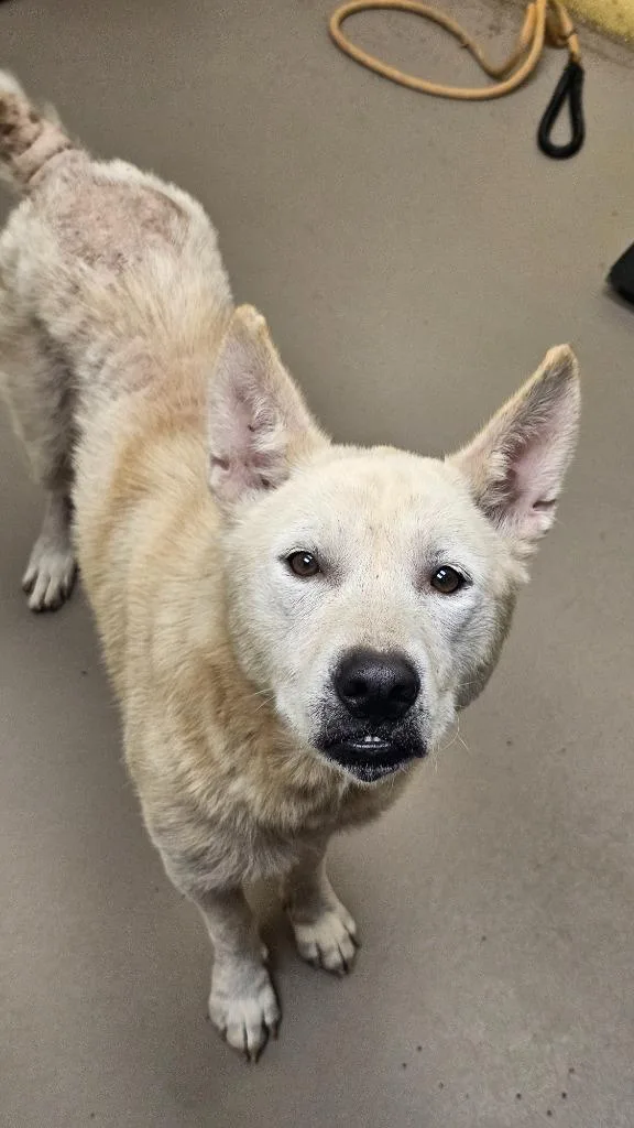 An adult large-sized female Husky dog named Alaska for adoption in Crossville, TN