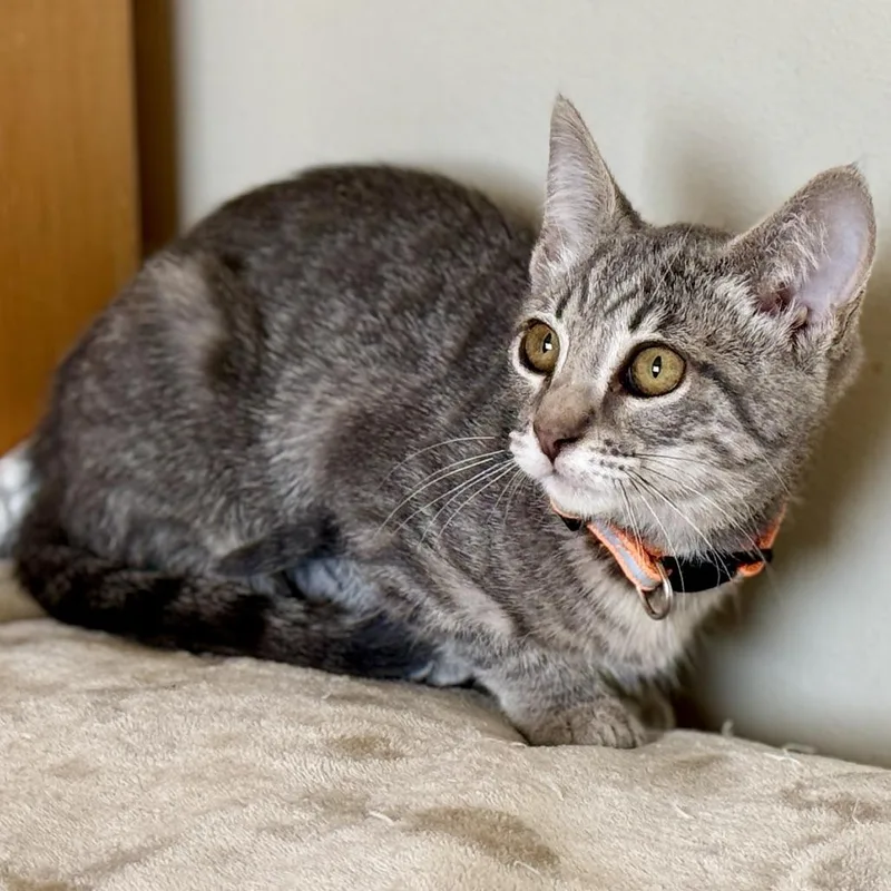 A baby small-sized female Brown / Chocolate Domestic Short Hair cat named Sansa for adoption in Los Angeles, CA