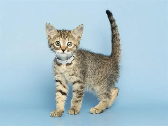 A baby small-sized female Domestic Short Hair cat named Sweet Pea for adoption in Phoenix, AZ