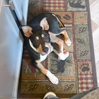 A baby medium-sized male Black Pit Bull Terrier dog named Gunner for adoption in Alma, WI
