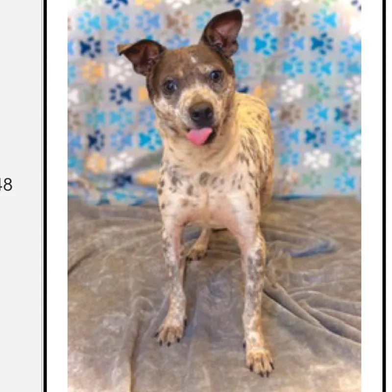 An adult small-sized male White / Cream Mixed Breed dog named Derp for adoption in Rockville, MD