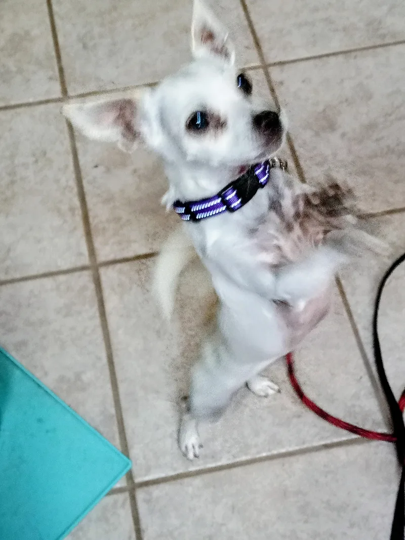 An adult small-sized female Chihuahua dog named Sweet Pea for adoption in Albuquerque, NM