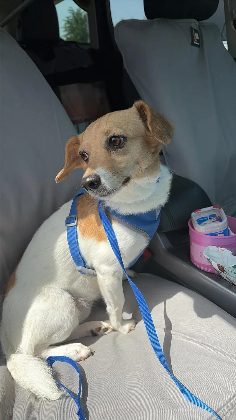 A young small-sized female Mixed Breed dog named Lally for adoption in Morganville, NJ