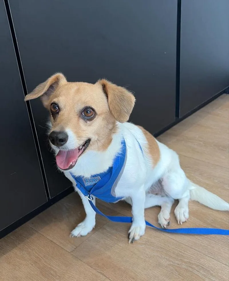 Lally thumbnail 2