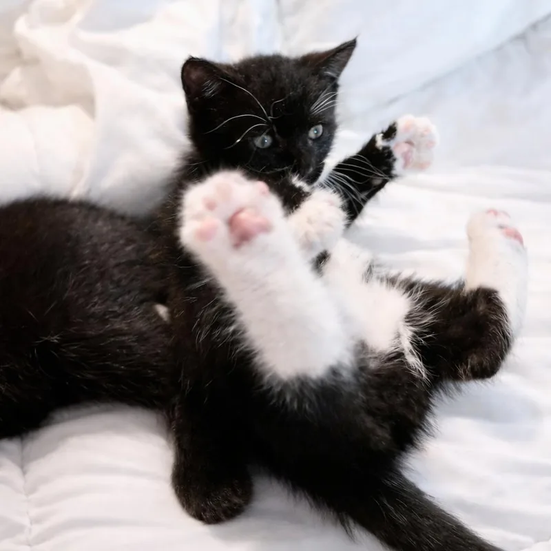 A baby small-sized male Black Domestic Short Hair cat named Pimento for adoption in Oakton, VA