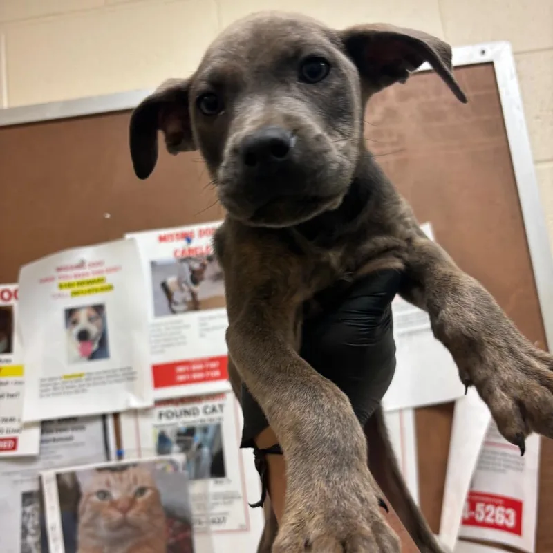 A baby small-sized male Brown / Chocolate Mixed Breed dog named Amir for adoption in Memphis, TN