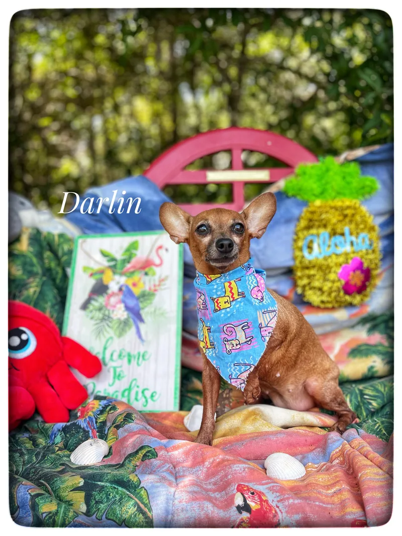 A senior small-sized female Chihuahua dog named Darlin for adoption in Sebring, FL