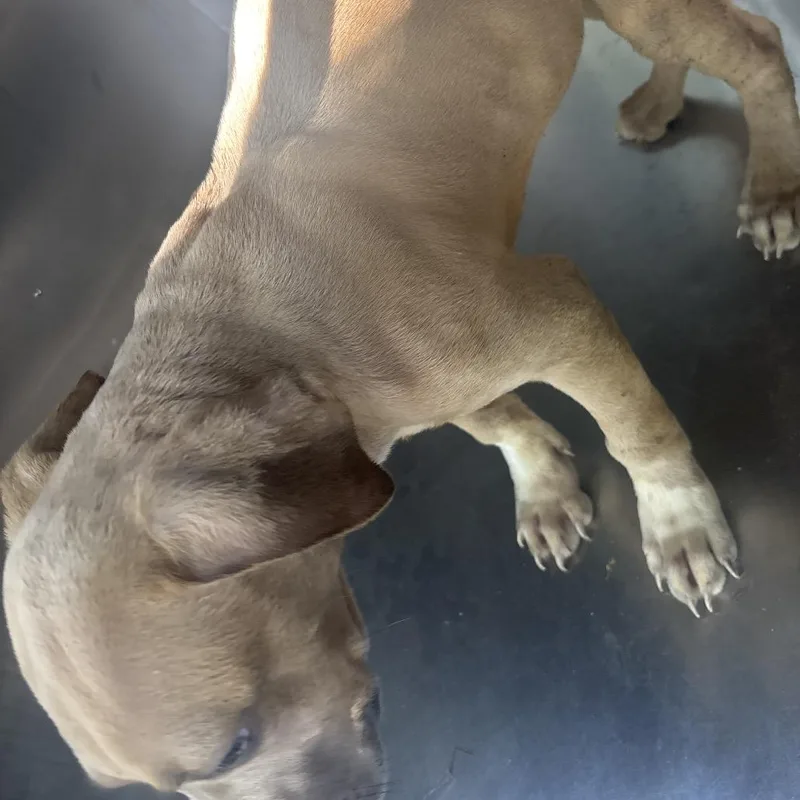 A baby small-sized male Apricot / Beige Mixed Breed dog named Hobbs for adoption in Columbus, GA