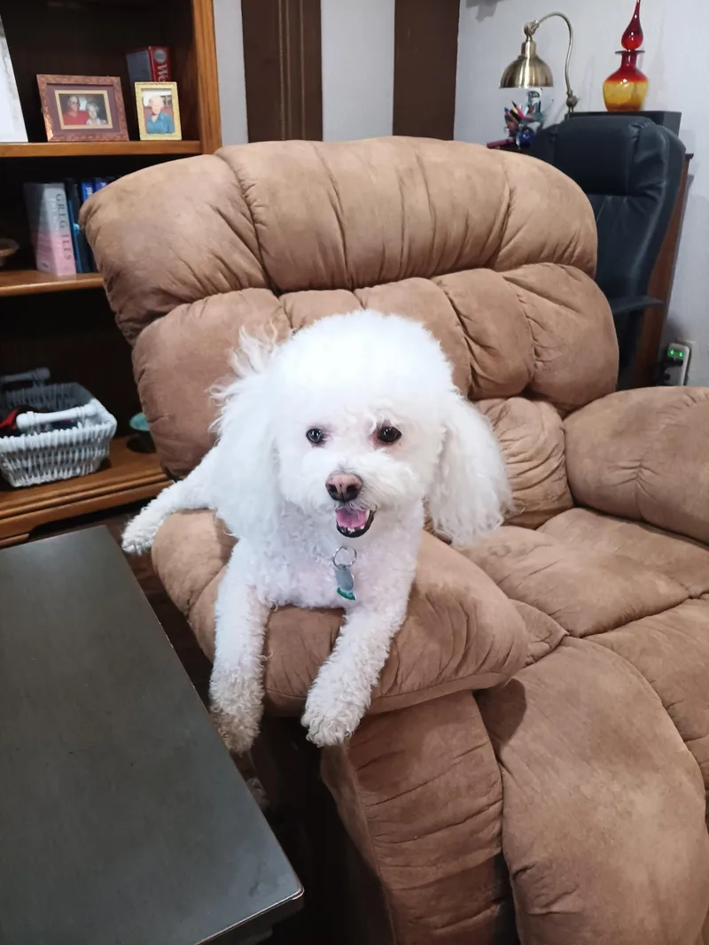 An adult small-sized male Bichon Frise dog named Harlan for adoption in Fort Worth, TX