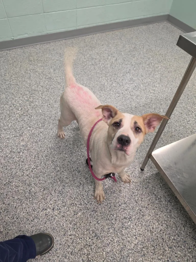An adult medium-sized female Terrier dog named Marie for adoption in Athens, TN