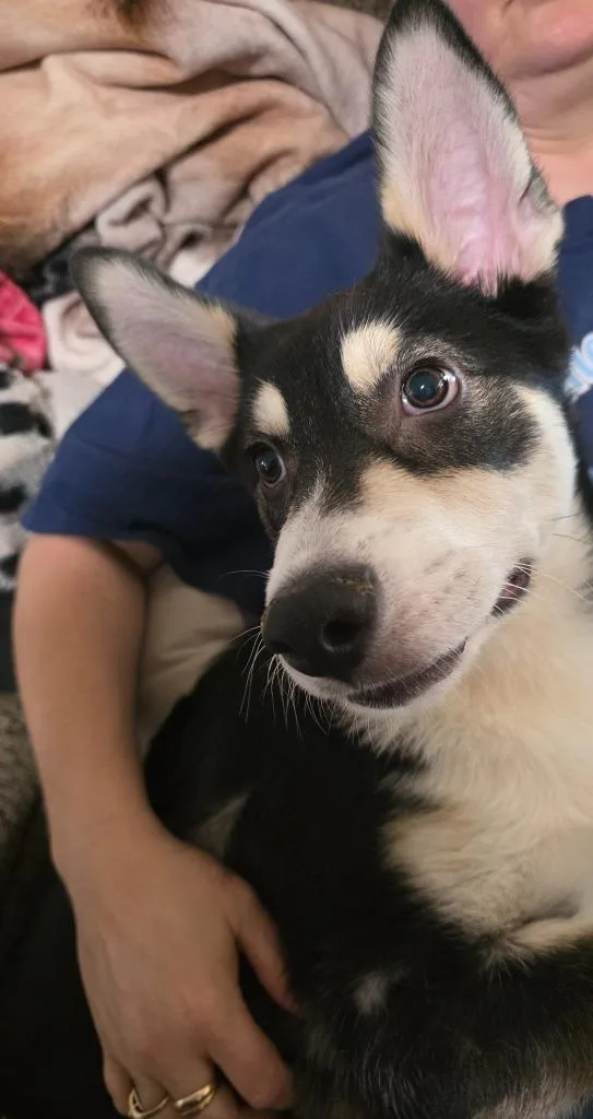Bolt thumbnail 2