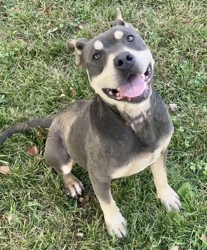 An adult large-sized male Brown / Chocolate Pit Bull Terrier dog named Draco for adoption in Glasgow, KY