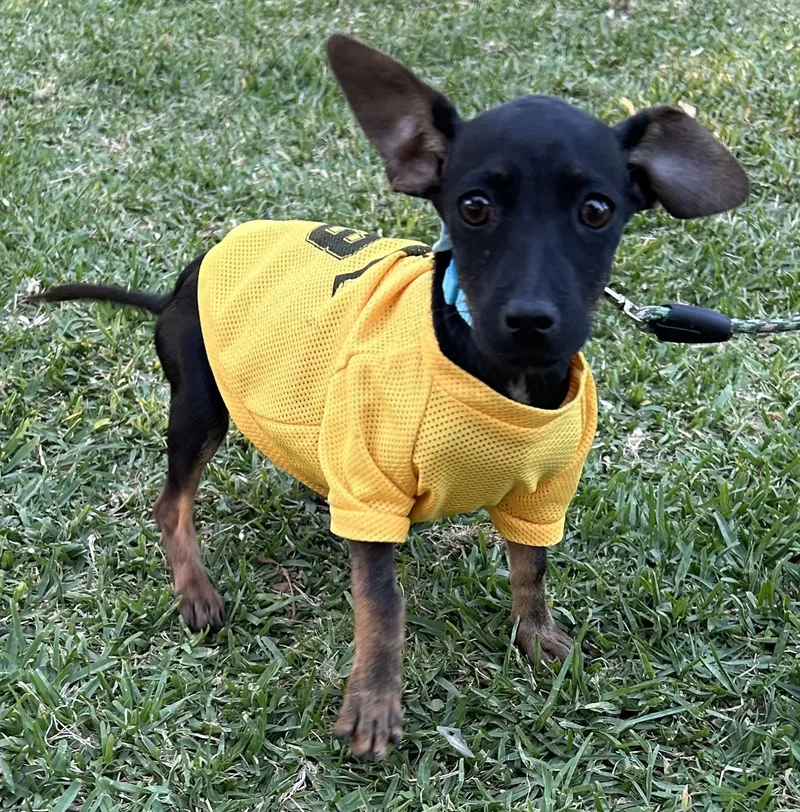 A baby small-sized female Black Dachshund dog named Millie for adoption in Bell Gardens, CA