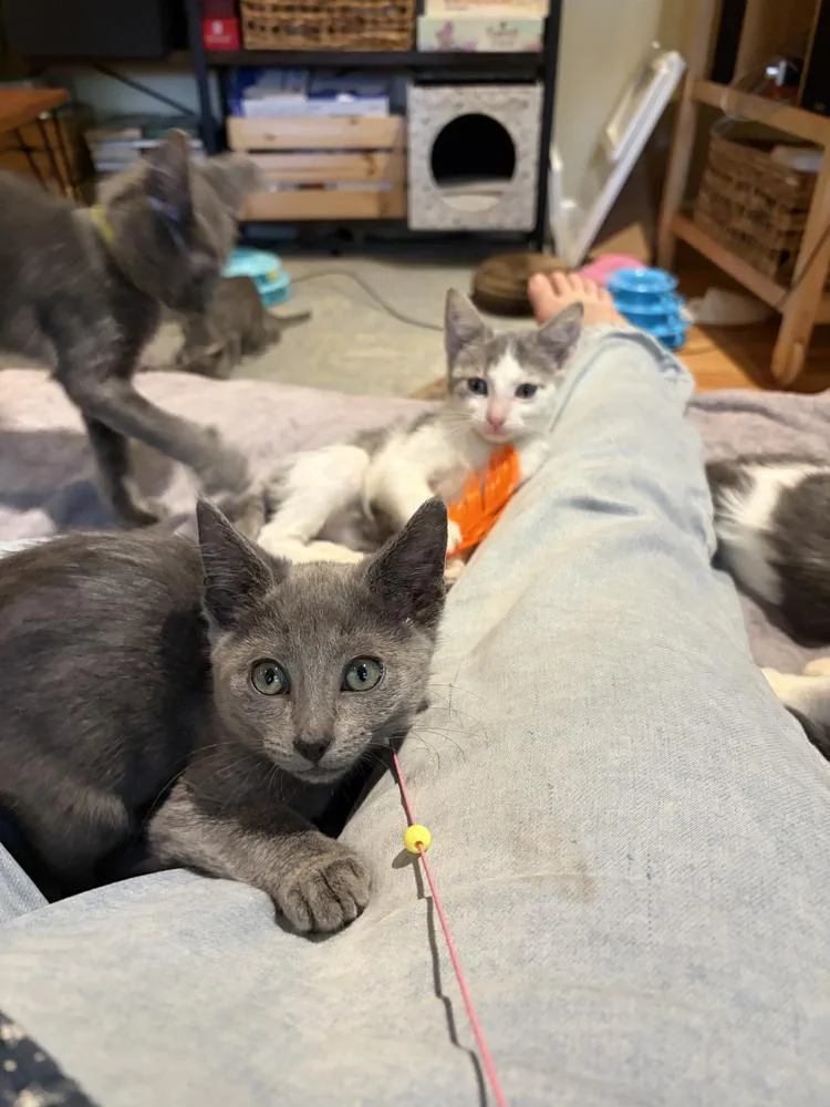 A baby small-sized male Domestic Short Hair cat named Monet for adoption in Chicago, IL