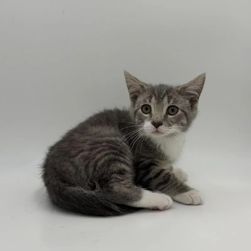 A baby small-sized male Domestic Short Hair cat named Thistle for adoption in State College, PA