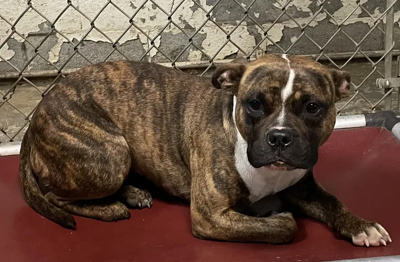 A young medium-sized female Brindle Pit Bull Terrier dog named Kona HOLD for adoption in Canton, OH