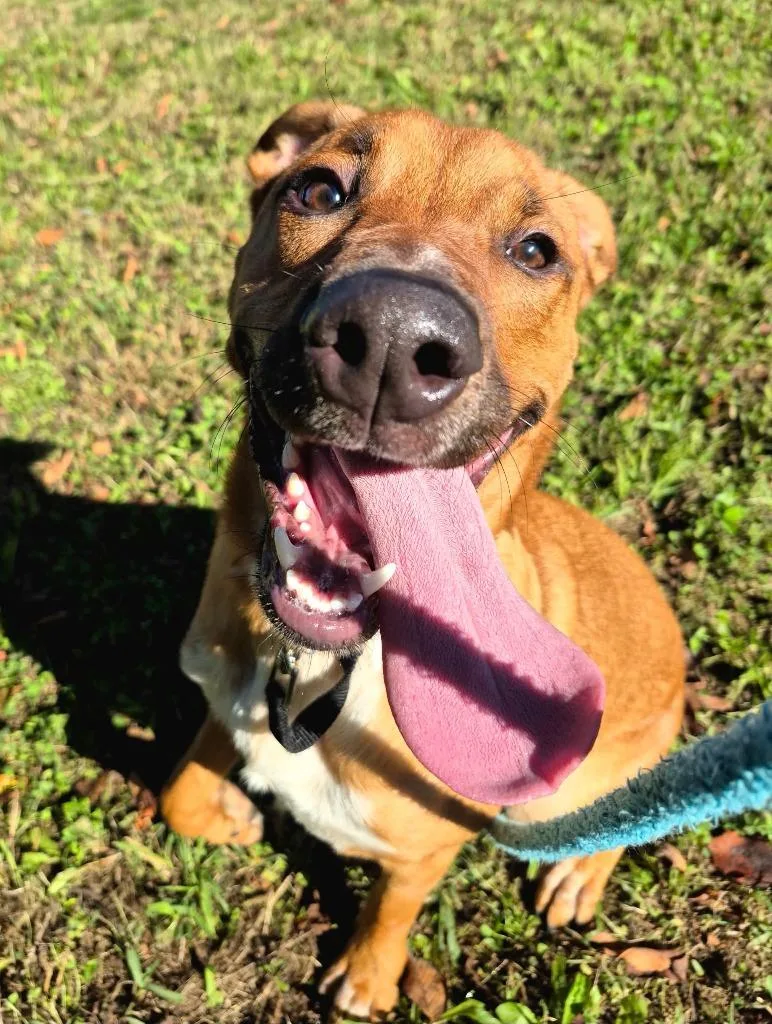 A young medium-sized male Labrador Retriever dog named Copper for adoption in East Ridge, TN