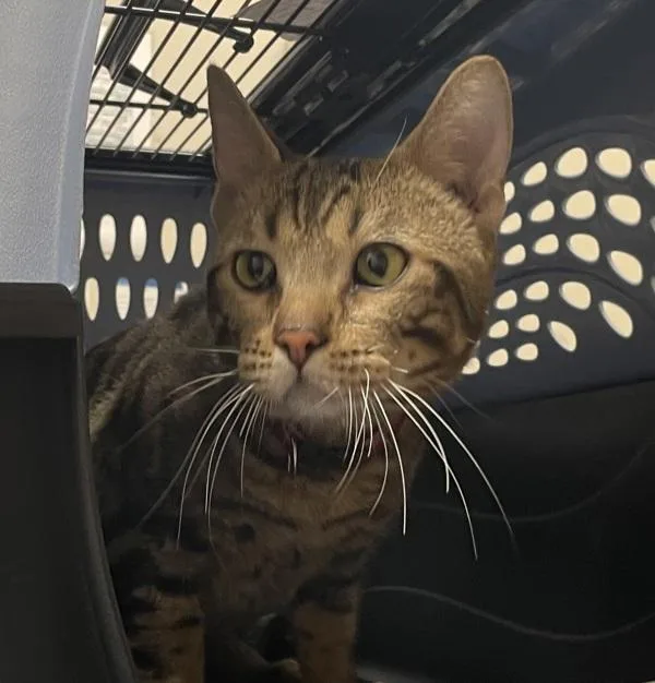 An adult small-sized male Domestic Short Hair cat named Rabano for adoption in El Cajon, CA