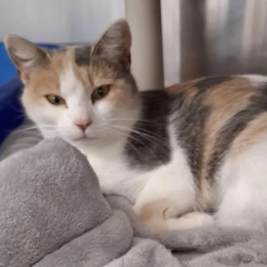 An adult medium-sized female Dilute Calico cat named Florance for adoption in Little Falls, MN