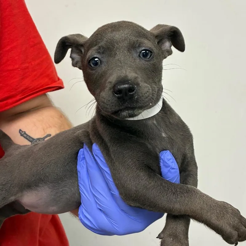A baby small-sized female Gray / Blue / Silver Terrier dog named Cynthia for adoption in Birmingham, AL