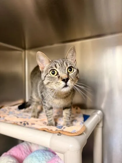An adult small-sized male Domestic Short Hair cat named Opie for adoption in Madison, NJ