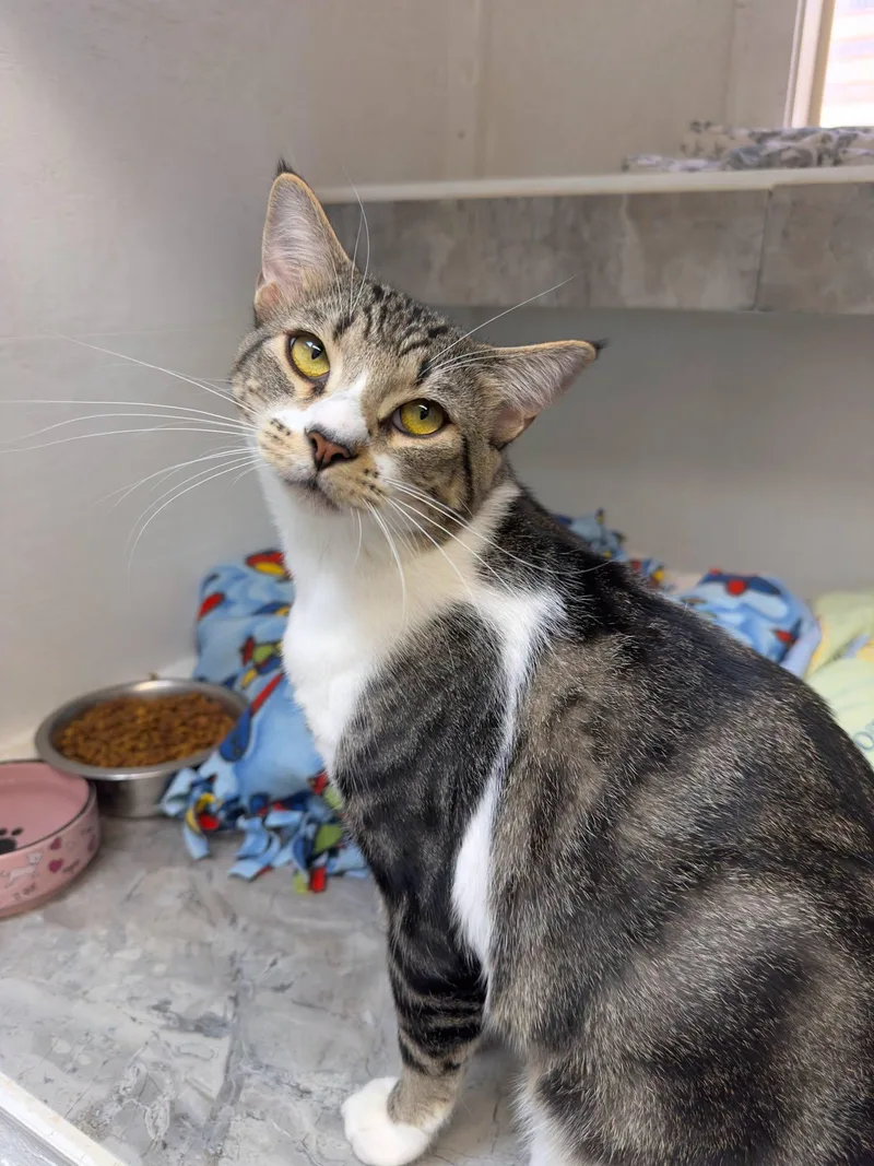 A young medium-sized male Domestic Short Hair cat named Domino for adoption in Tombstone, AZ