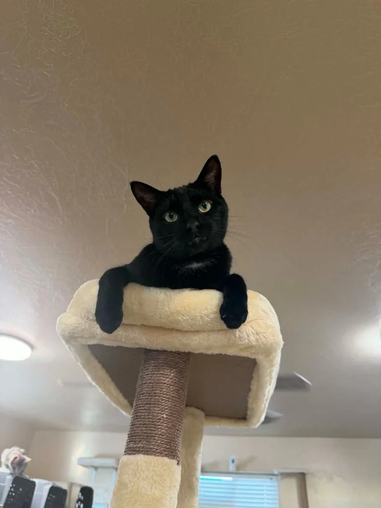 A young medium-sized male Domestic Short Hair cat named Ace for adoption in La Verkin, UT