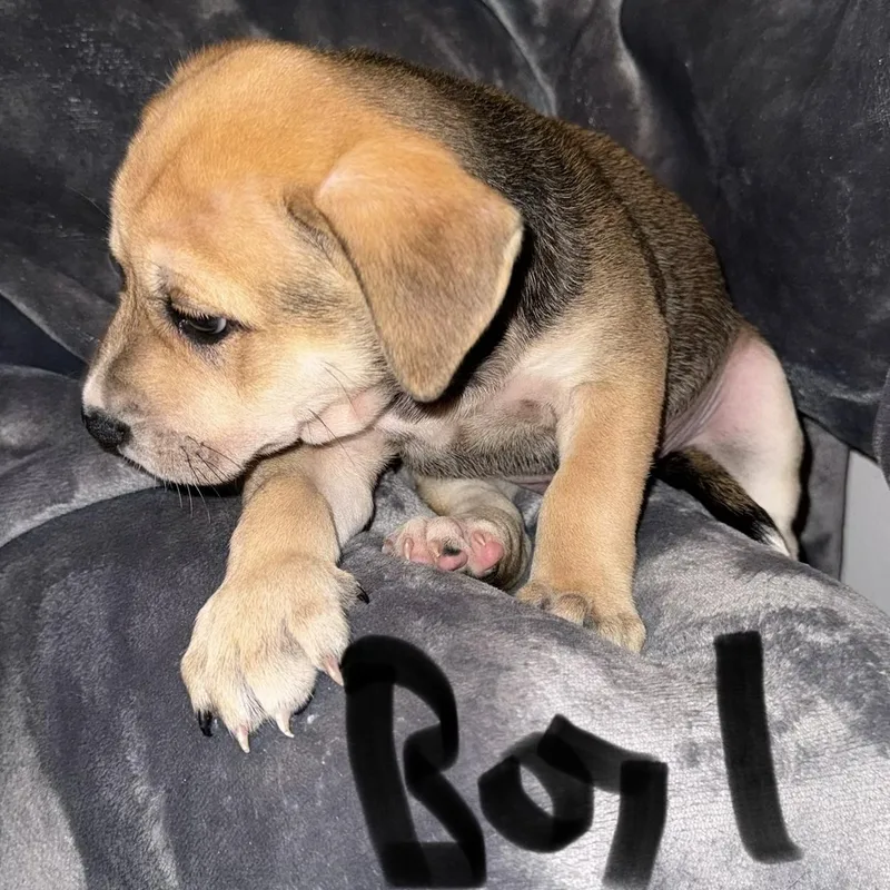 A baby medium-sized male Pit Bull Terrier dog named Xander Puppy Boy for adoption in Weatherford, TX