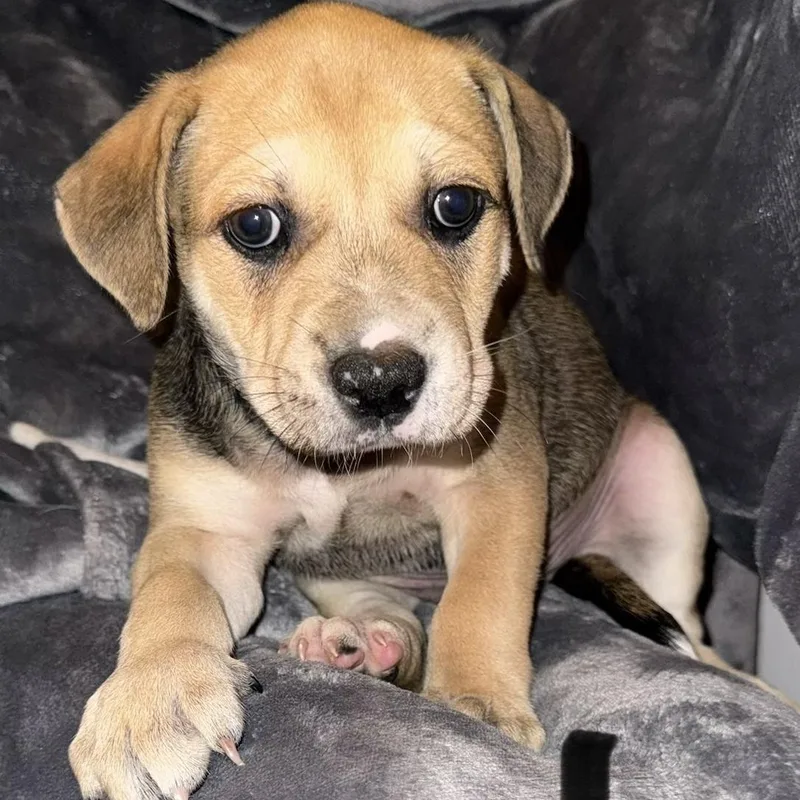 Xander  Puppy Boy thumbnail 4