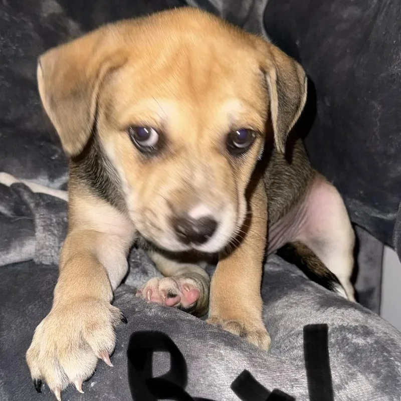 Xander  Puppy Boy thumbnail 5