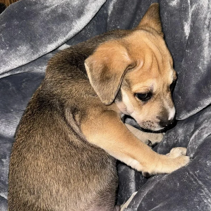 Xander  Puppy Boy thumbnail 6