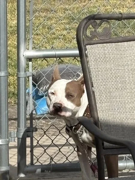 An adult large-sized male Pit Bull Terrier dog named Iggy for adoption in Austin, TX