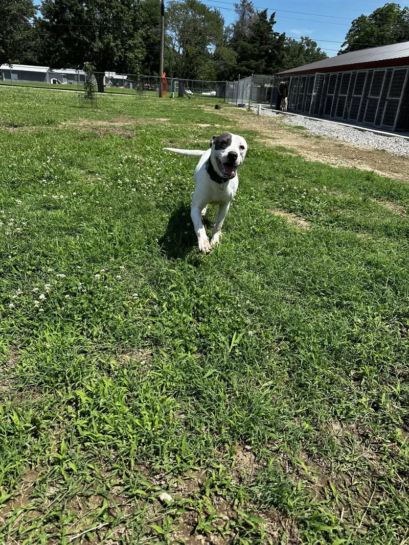 Rye