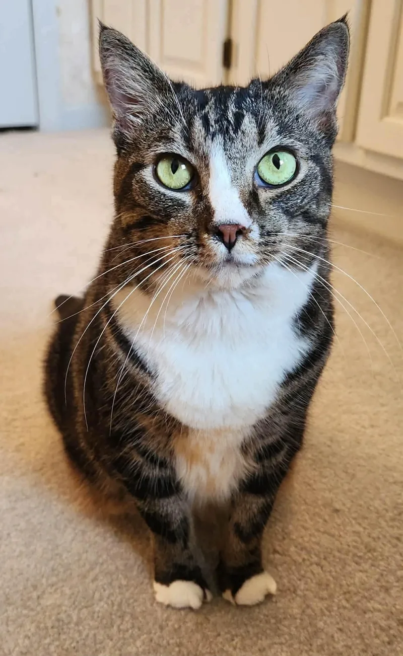 Piper