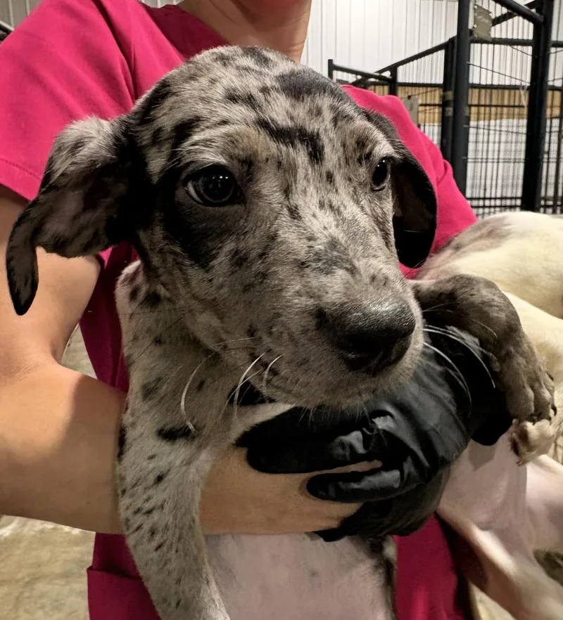 A baby medium-sized female Gray / Blue / Silver Catahoula Leopard Dog dog named Evangeline for adoption in Crystal Springs, MS