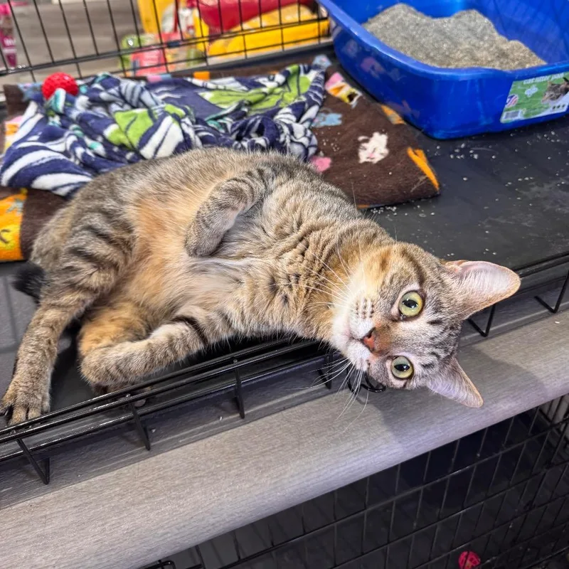 An adult small-sized female Brown / Chocolate Domestic Short Hair cat named Jay Jay for adoption in Mondovi, WI