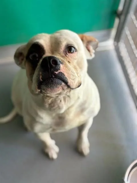 An adult large-sized female American Bulldog dog named Marjorie for adoption in Visalia, CA