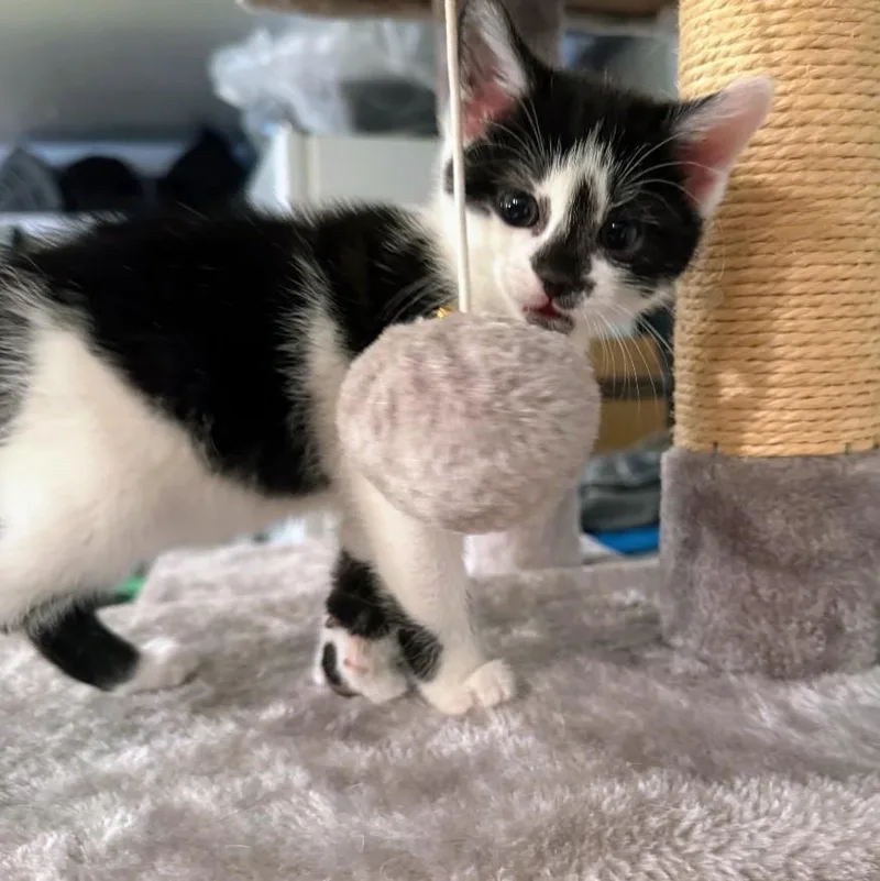A baby small-sized female Black & White / Tuxedo American Shorthair cat named Pringle for adoption in Staten Island, NY