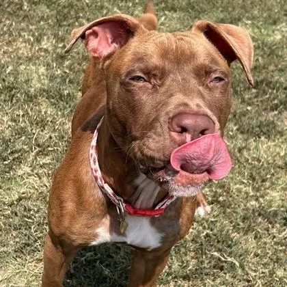 Cinnamon