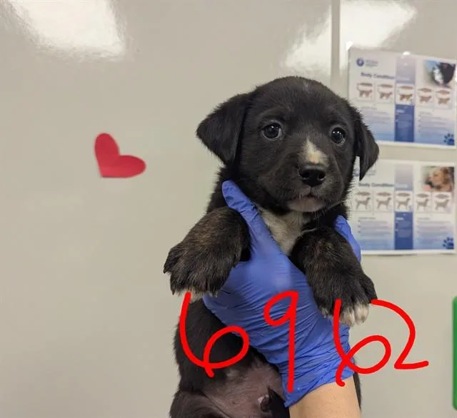 A baby small-sized male Pit Bull Terrier dog named Nacho for adoption in Ontario, CA