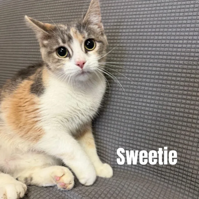 A young small-sized female Gray / Blue / Silver Domestic Short Hair cat named Sweetie Meet Me At for adoption in Buffalo, MN