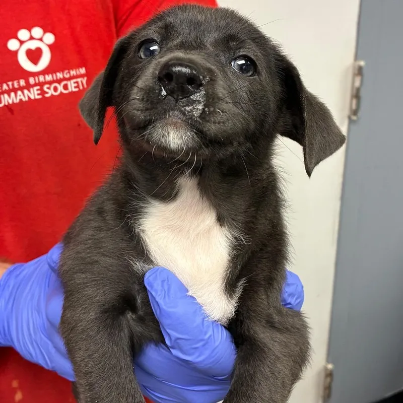 A baby small-sized female Gray / Blue / Silver Terrier dog named Jessica for adoption in Birmingham, AL