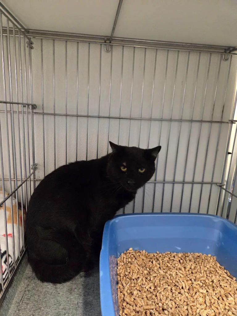 A young medium-sized male Domestic Short Hair cat named Beowolf for adoption in Rock Springs, WY
