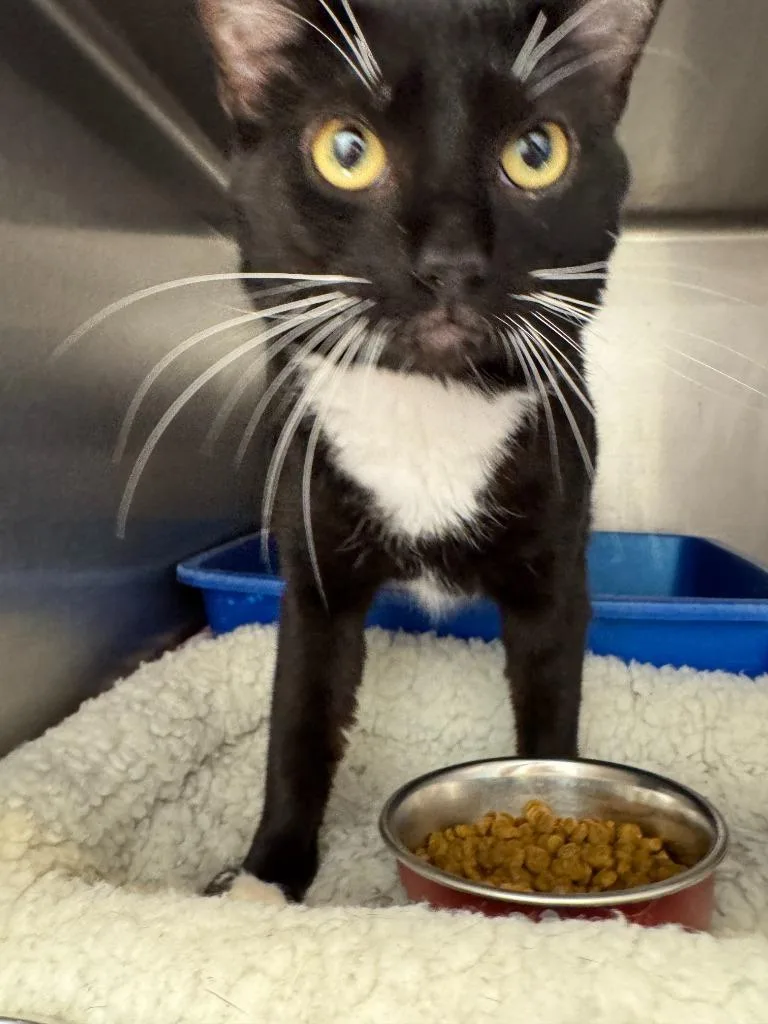 A young medium-sized male American Shorthair cat named Owl for adoption in New Kensington, PA