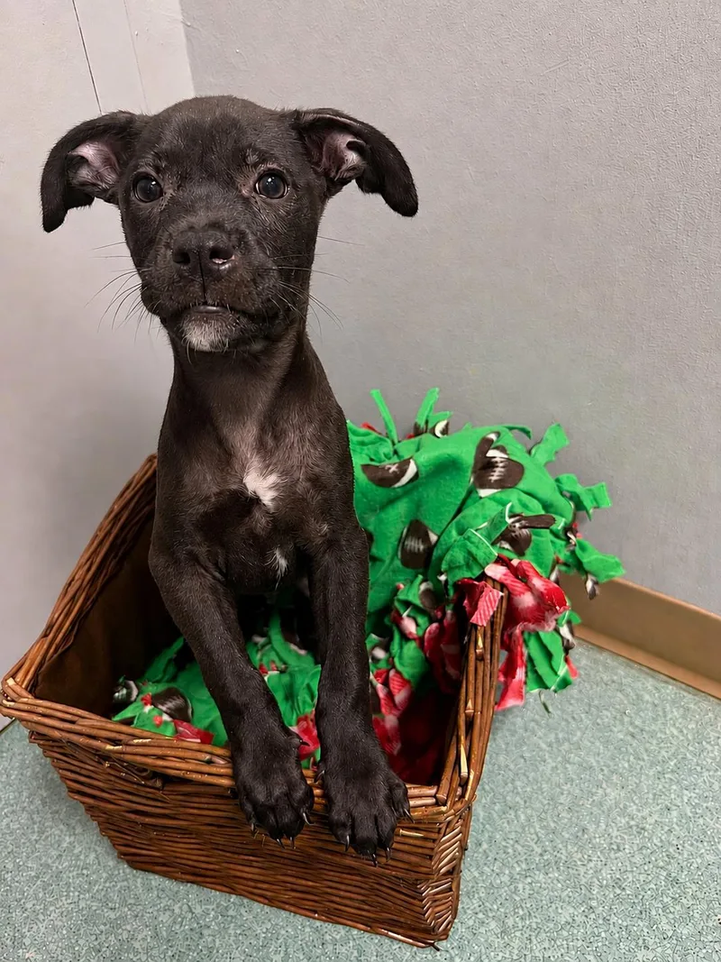 A baby medium-sized male Black American Staffordshire Terrier dog named Kerplunk for adoption in Tomball, TX