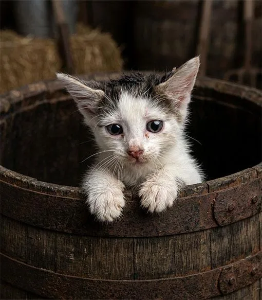 A baby small-sized female Domestic Short Hair cat named Barrel for adoption in Lavonia, GA